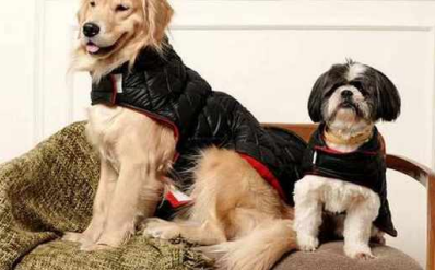 Black Luxe Quilted Jacket (Red Collar)