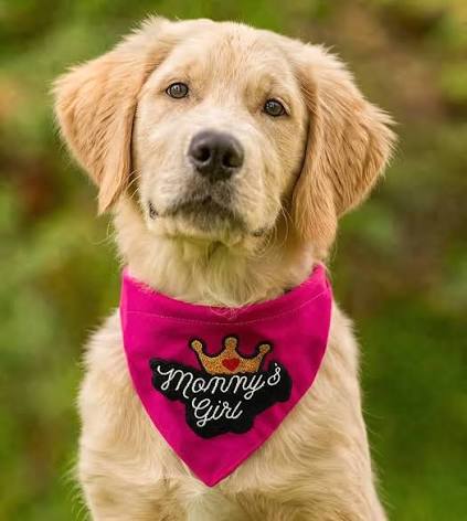 Luxe Bandana (Mix Colour)