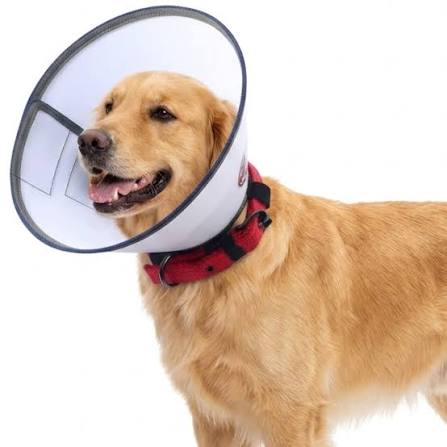 E COLLAR