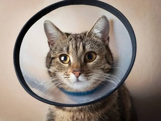 E COLLAR