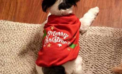 Jingle Joy Tee